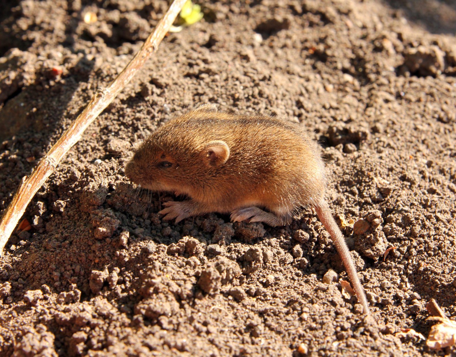 little mouse - Queens Termite & Pest Solutions