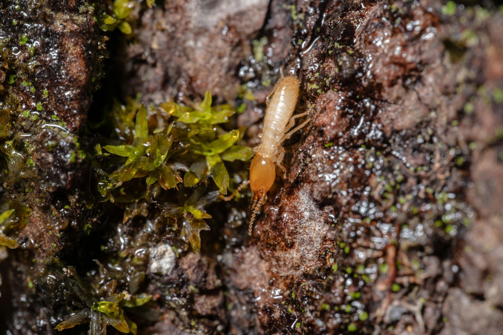 Types of Termites in Arizona