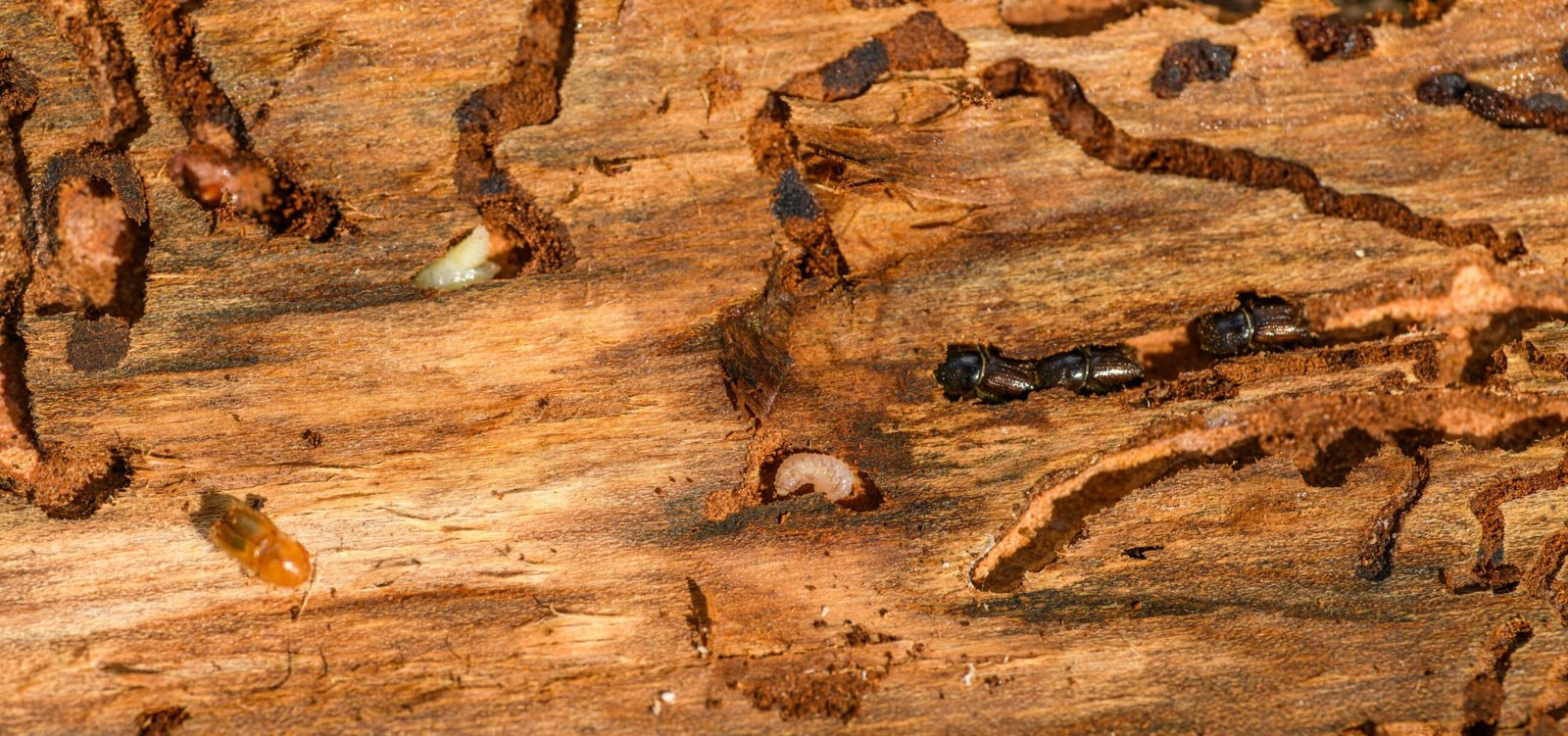 Protecting Your Home in a Termite Swarm