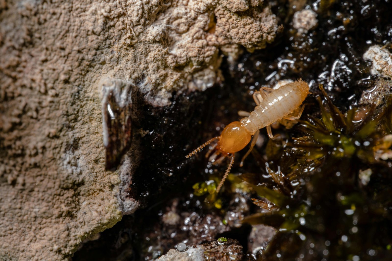 pexels-jimbear-12895278 (1) - Queens Termite & Pest Solutions termites in arizona, what to watch out for as a homeowner