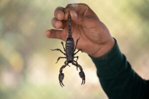 pexels-sippakorn-yamkasikorn-1745809-3696179 How to prevent scorpions in your home in arizona